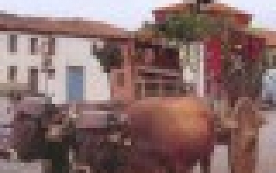 Feria de San Martín