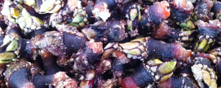 Festa do percebe 2013