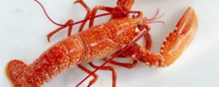 Fiesta de la langosta 2014