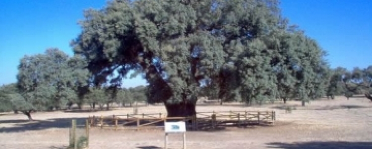 Zarza de Montánchez